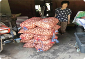 마늘 우량 종구 지원사업을 통해 농가가 공급받은 종구 포대